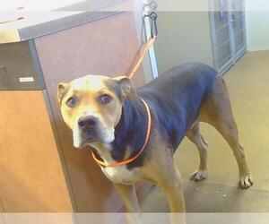 American Pit Bull Terrier Dogs for adoption in Sacramento, CA, USA