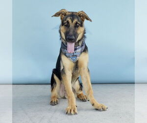 German Shepherd Dog Dogs for adoption in Pasadena, CA, USA