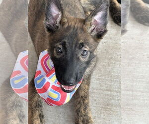 Mutt Dogs for adoption in Phoenix, AZ, USA