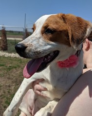 Mutt Dogs for adoption in Monticello, IA, USA