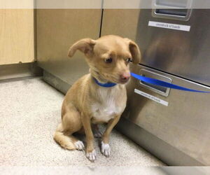 Chihuahua Dogs for adoption in Riverside, CA, USA