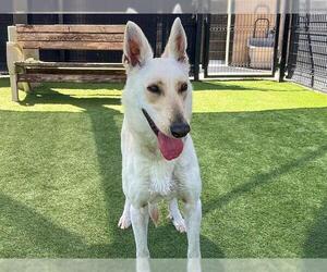 German Shepherd Dog-Unknown Mix Dogs for adoption in Orange, CA, USA