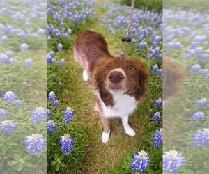 Border Collie-Unknown Mix Dogs for adoption in Rockwall, TX, USA