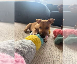 Mutt Dogs for adoption in New London, WI, USA