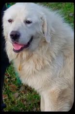 Great Pyrenees Dogs for adoption in Spring, TX, USA