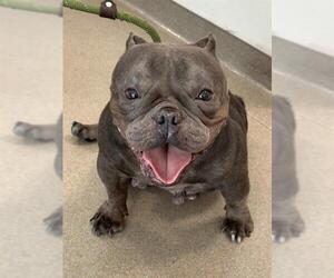 Bulldog-Unknown Mix Dogs for adoption in Fort Lauderdale, FL, USA