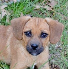 Puggle Dogs for adoption in Yardley, PA, USA
