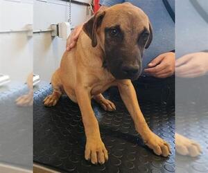 Shepradors Dogs for adoption in Camarillo, CA, USA