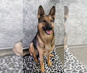 German Shepherd Dog Dogs for adoption in Estherville, IA, USA