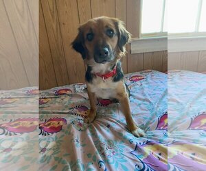 Beagle-Unknown Mix Dogs for adoption in Forest, VA, USA