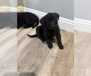 Labrador Retriever-Unknown Mix Dogs for adoption in San Diego, CA, USA