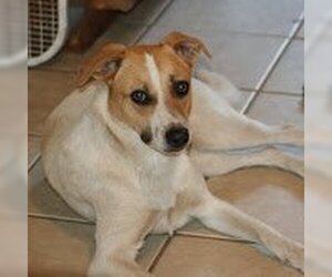 German Shepherd Dog-Unknown Mix Dogs for adoption in San Diego, CA, USA