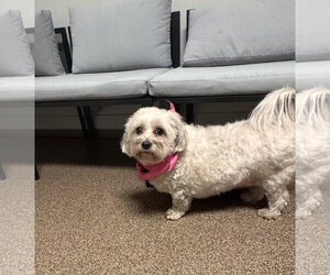Mal-Shi Dogs for adoption in Sanford, FL, USA