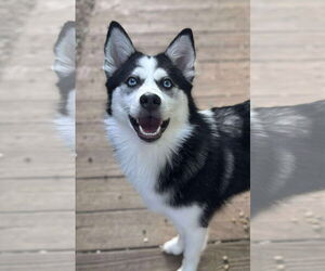Pomsky Dogs for adoption in Matawan, NJ, USA