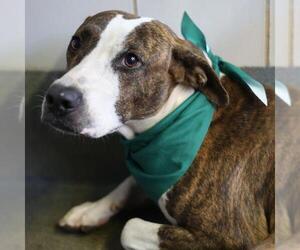 Plott Hound-Unknown Mix Dogs for adoption in San Antonio, TX, USA