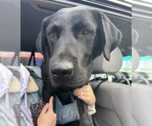 Labrador Retriever Dogs for adoption in Brooklyn, NY, USA