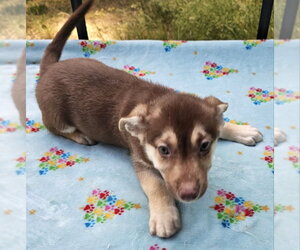 Mutt Dogs for adoption in Olalla, WA, USA