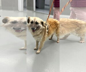 Mutt Dogs for adoption in NYC, NY, USA