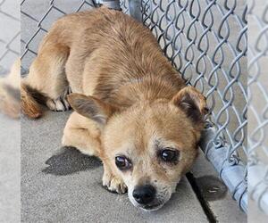 Chihuahua Dogs for adoption in Bakersfield, CA, USA