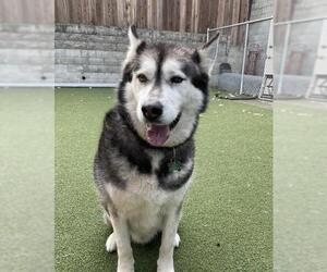 Alaskan Malamute Dogs for adoption in San Francisco, CA, USA