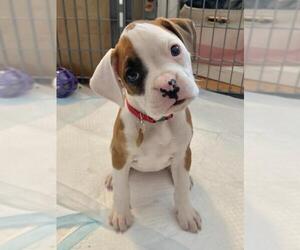 Boxer Dogs for adoption in Palo Alto, CA, USA
