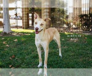 American Pit Bull Terrier-Unknown Mix Dogs for adoption in Riverside, CA, USA