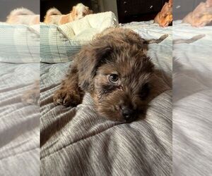 Mutt Dogs for adoption in Oakland Park , FL, USA