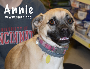 Pug Dogs for adoption in Newport, KY, USA