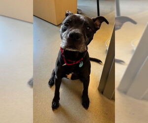Mutt Dogs for adoption in Waterford, VA, USA