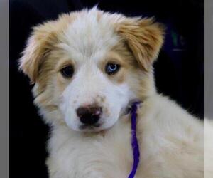 Australian Shepherd Dogs for adoption in Little Rock, AR, USA