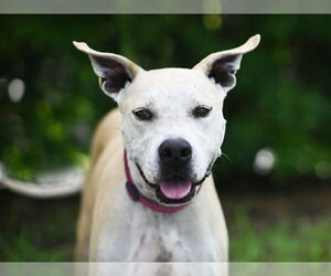 Labrador Retriever-Unknown Mix Dogs for adoption in Tavares, FL, USA