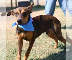 Doberman Pinscher-Unknown Mix Dogs for adoption in San Antonio, TX, USA