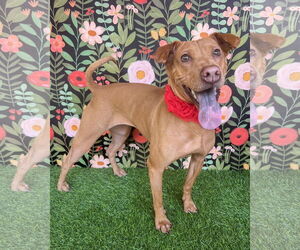Chinese Shar-Pei-Poodle (Miniature) Mix Dogs for adoption in Corona, CA, USA