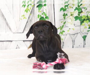 Mutt Dogs for adoption in Oroville, CA, USA