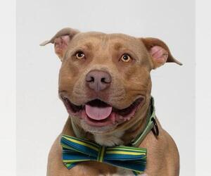 American Pit Bull Terrier Dogs for adoption in Santa Maria, CA, USA