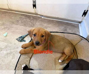 Mutt Dogs for adoption in Farmerville, LA, USA