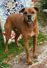 Boxer Dogs for adoption in Greenville, SC, USA