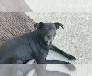 American Pit Bull Terrier Dogs for adoption in Ocala, FL, USA