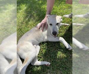 German Shepherd Dog Dogs for adoption in Houston, TX, USA