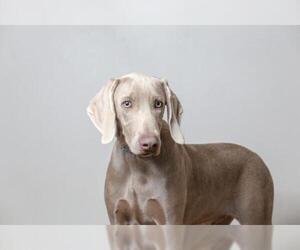 Weimaraner Dogs for adoption in Eden Prairie, MN, USA