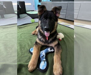 German Shepherd Dog Dogs for adoption in Seattle, WA, USA