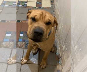 Chinese Shar-Pei-Unknown Mix Dogs for adoption in Albemarle, NC, USA