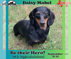 Dachshund Dogs for adoption in San Antonio, TX, USA