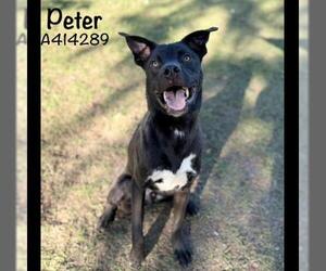 Labrador Retriever Dogs for adoption in Conroe, TX, USA