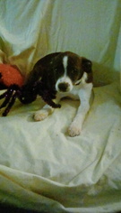 Medium Photo #1 American Staffordshire Terrier Puppy For Sale in Newport, KY, USA
