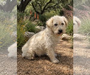 Mutt Dogs for adoption in PIPE CREEK, TX, USA
