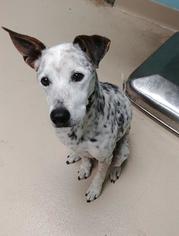 Parson Russell Terrier-Unknown Mix Dogs for adoption in Waterford, VA, USA