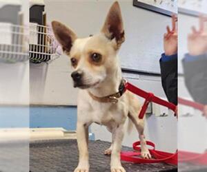 Chihuahua Dogs for adoption in Camarillo, CA, USA
