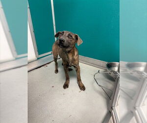 Mutt Dogs for adoption in Oklahoma City, OK, USA