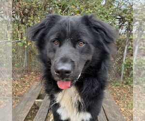 Chow Chow-Retriever  Mix Dogs for adoption in Anniston, AL, USA